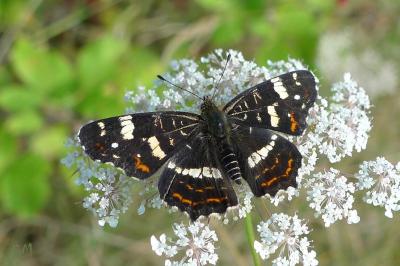 <i>Araschnia levana</i>