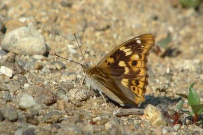 <i>Apatura ilia</i>