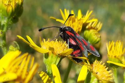 <i>Zygaena sarpedon</i>