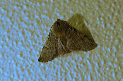 Drepanidae
