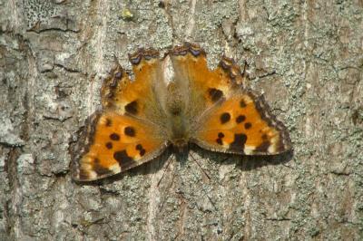 <i>Nymphalis polychloros</i>