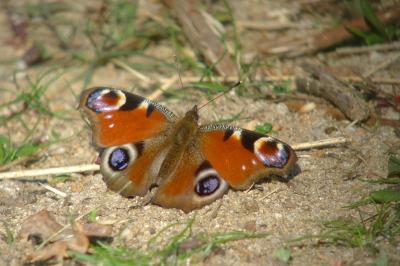 <i>Aglais io</i>