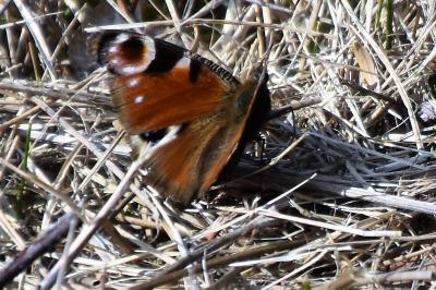 <i>Aglais io</i>