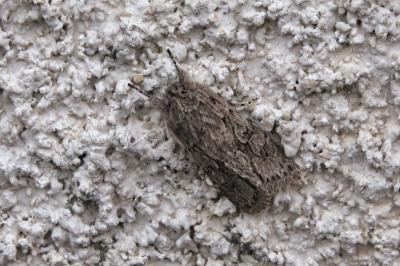 <i>Xylocampa areola</i>