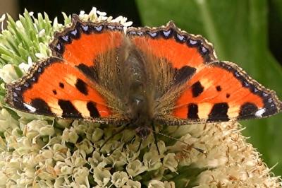 <i>Aglais urticae</i>