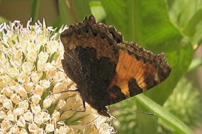 <i>Aglais urticae</i>
