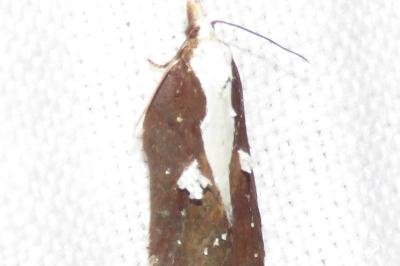 <i>Acleris cristana</i>