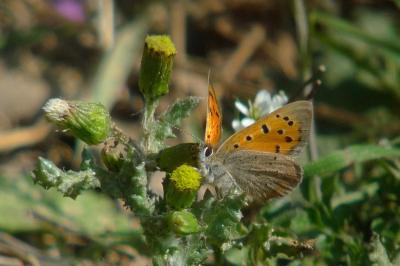 <i>Lycaena phlaeas</i>