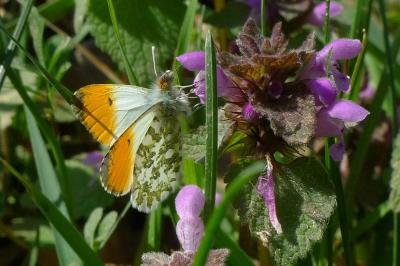 <i>Anthocharis cardamines</i>