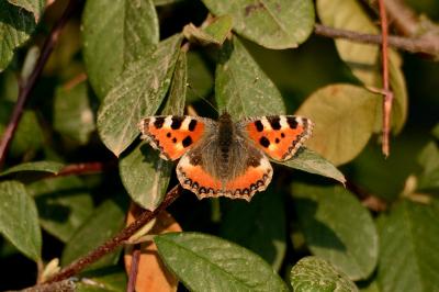 <i>Aglais urticae</i>