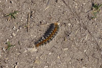 <i>Thaumetopoea pityocampa</i>