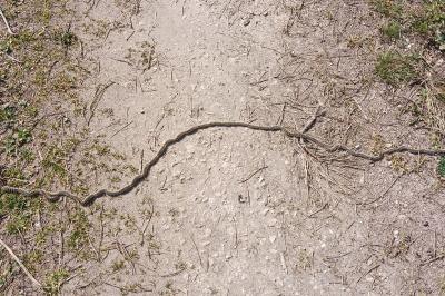 <i>Thaumetopoea pityocampa</i>