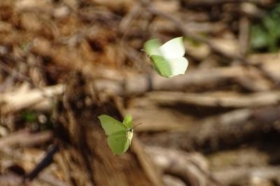 <i>Gonepteryx rhamni</i>