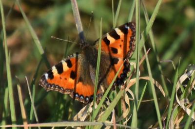 <i>Aglais urticae</i>