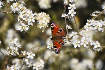<i>Aglais io</i>