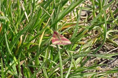 <i>Lythria cruentaria</i>