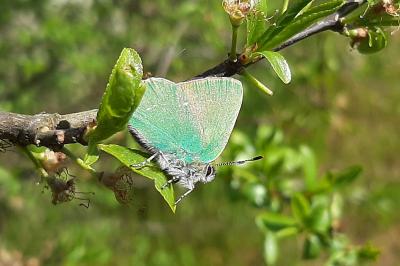 <i>Callophrys rubi</i>