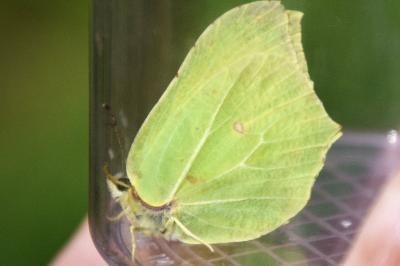 <i>Gonepteryx rhamni</i>