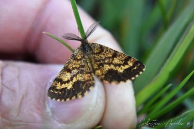 <i>Ematurga atomaria</i>