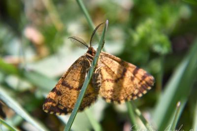 <i>Ematurga atomaria</i>