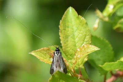 <i>Adela reaumurella</i>