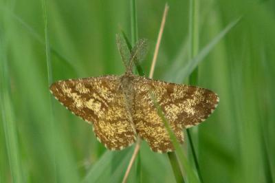 <i>Ematurga atomaria</i>