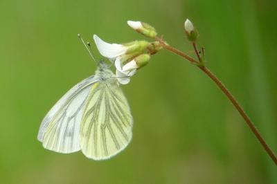 <i>Pieris napi</i>