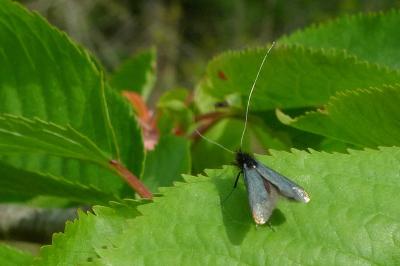 <i>Adela reaumurella</i>