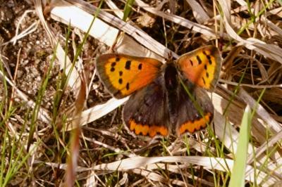 <i>Lycaena phlaeas</i>
