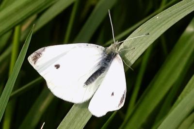 <i>Pieris rapae</i>