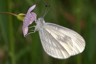 <i>Leptidea sinapis</i>