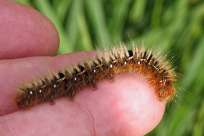 <i>Lasiocampa quercus</i>