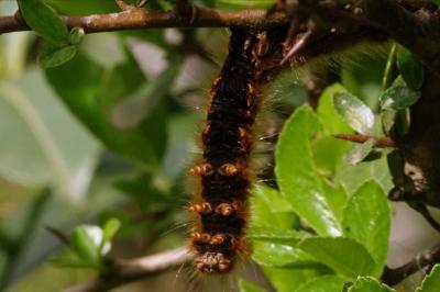 <i>Lasiocampa quercus</i>