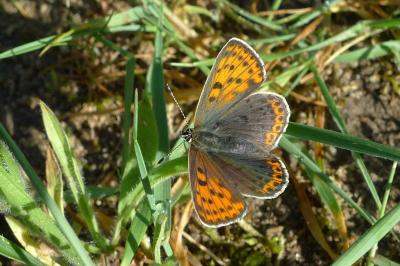 <i>Lycaena tityrus</i>