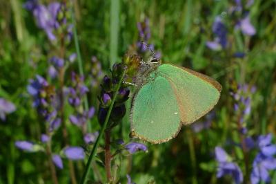 <i>Callophrys rubi</i>
