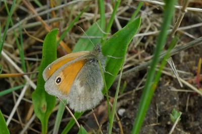 <i>Coenonympha pamphilus</i>
