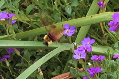 <i>Hemaris fuciformis</i>