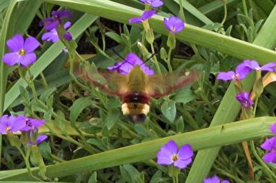 <i>Hemaris fuciformis</i>