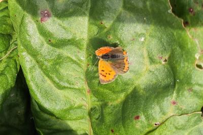 <i>Lycaena phlaeas</i>