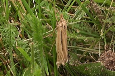 <i>Ancylolomia</i>