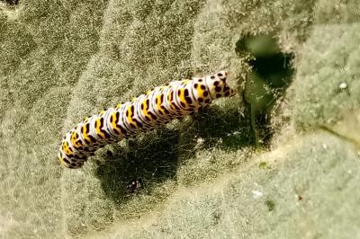 <i>Cucullia verbasci</i>
