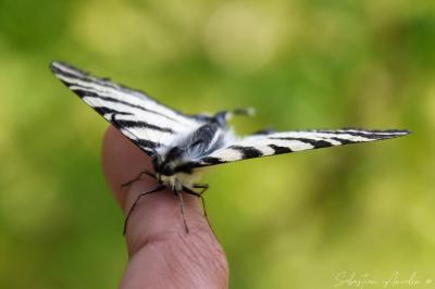 <i>Iphiclides podalirius</i>