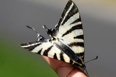 <i>Iphiclides podalirius</i>