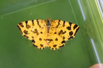 <i>Pseudopanthera macularia</i>