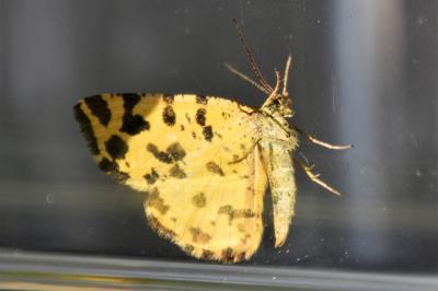 <i>Pseudopanthera macularia</i>