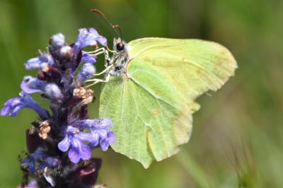 <i>Gonepteryx rhamni</i>
