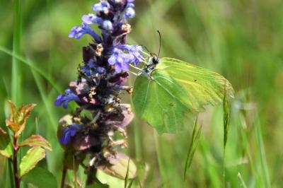 <i>Gonepteryx rhamni</i>