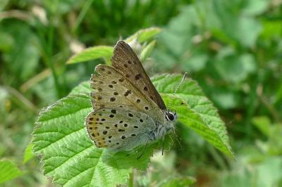 <i>Lycaena tityrus</i>