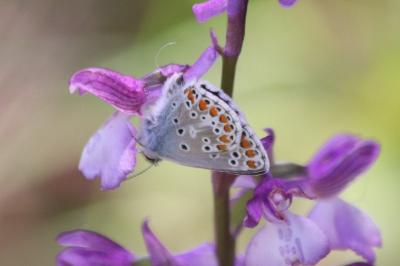 <i>Aricia agestis</i>