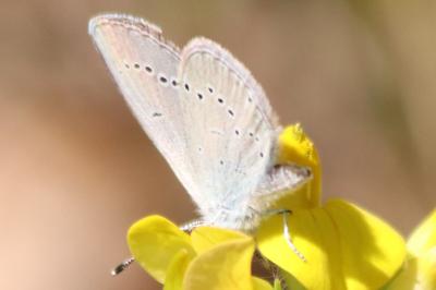 <i>Cupido minimus</i>